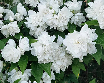 Чубушник "Жемчуг"