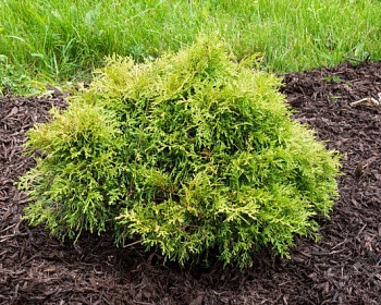 Туя западная "Умбракулифера"
