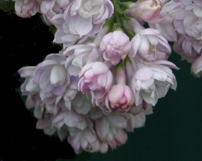 Сирень "Монтень"