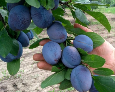 Слива колоновидная «Командор»