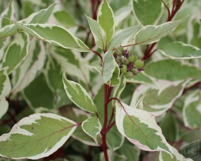 Дерен белый "Элегантиссима" (Еlegantissima)