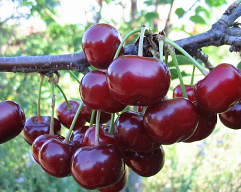 Черевишня "Дородная" (гибрид вишни и черешни)