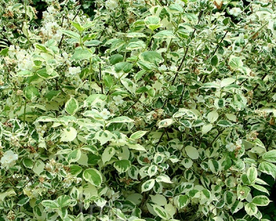 Чубушник "Вариегата"