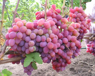 Виноград "Памяти хирурга"