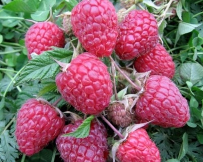 Малина "Геракл"