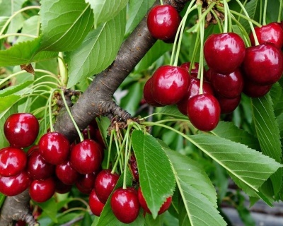 Вишня колоновидная "Восхищение"