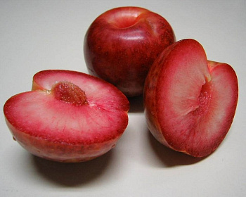 Шарафуга (гибрид абрикоса, сливы и нектарина)