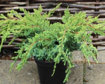 Можжевельник чешуйчатый "Холгер"