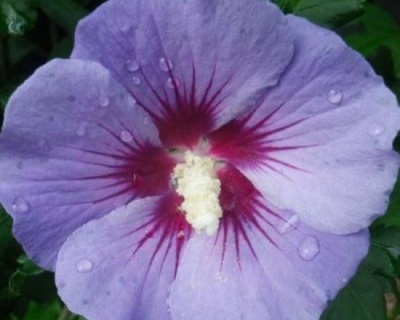 Гибискус «Озиау Блу»