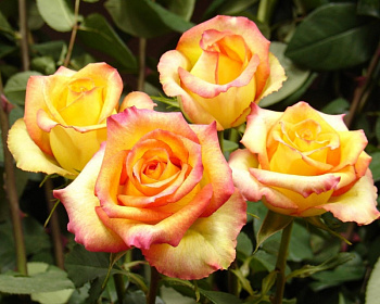 Роза Чайно-Гибридная «Конго» 