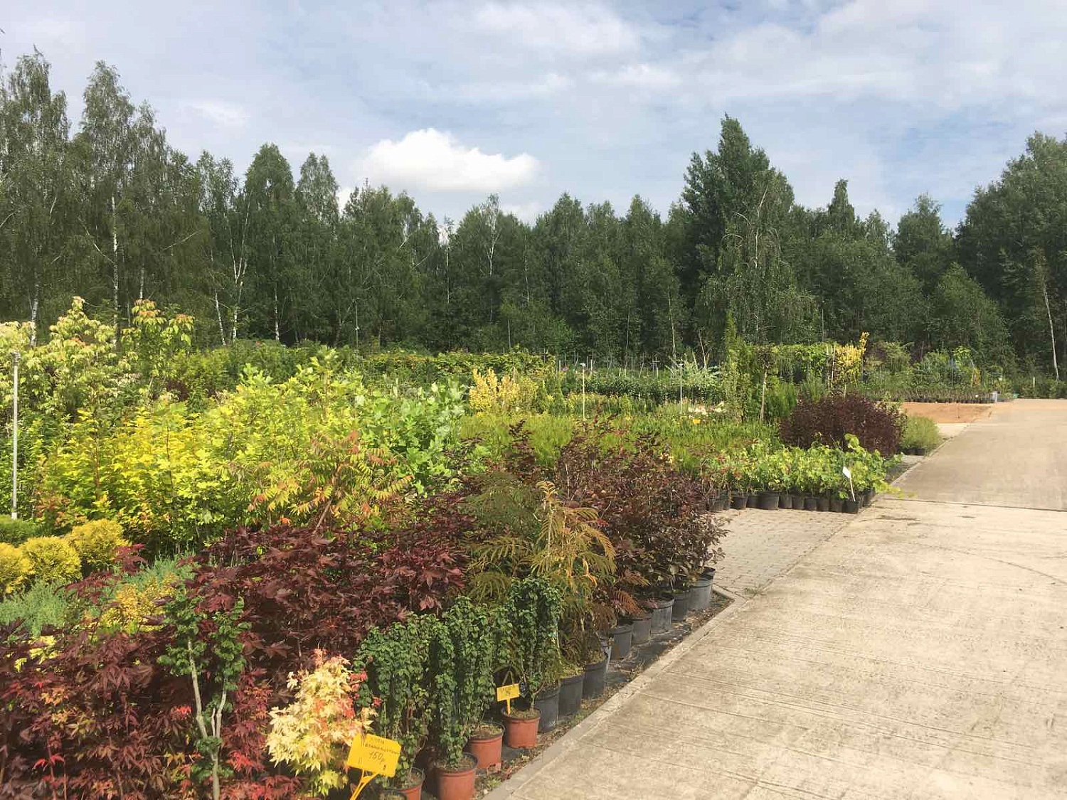 Питомник "ZelenSad"