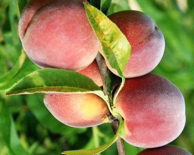 Персик колоновидный "Юбилей столицы"