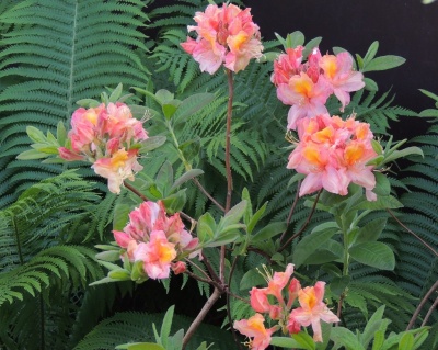 Азалия крупноцветковая "Беррироуз"