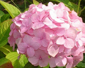 Гортензия крупнолистная "Пинк Вондер" (Pink Wonder)