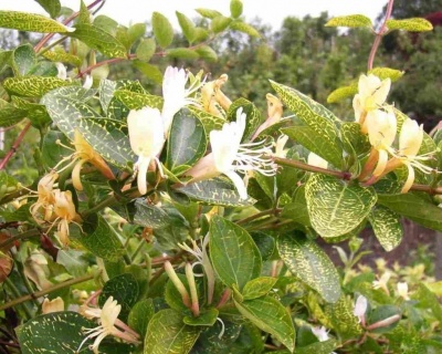 Жимолость японская "Ауреоретикулата" (P-9)