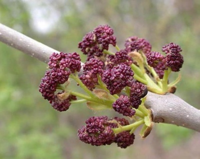 Ясень пенсильванский