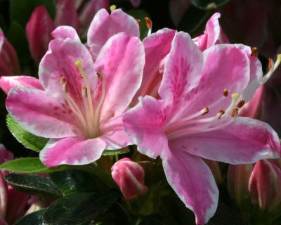 Азалия японская "Кермесина Роуз"