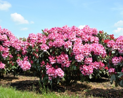 Рододендрон "Дюк оф Йорк"