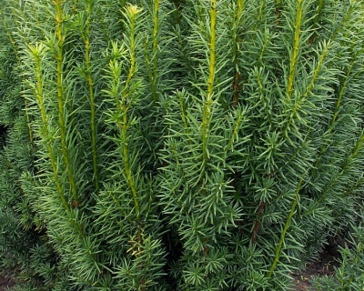 Тис средний "Хилли"