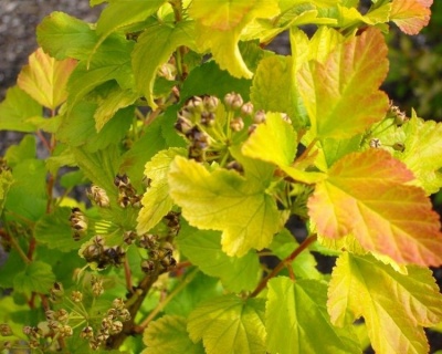 Пузыреплодник "Дартс Голд" (Dart’s Gold)