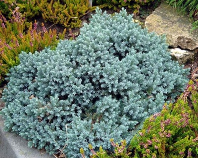 Можжевельник Чешуйчатый "Блю Стар"