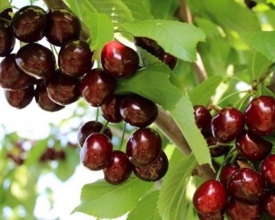 Черешня "Ипуть"