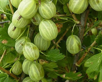 Крыжовник "Зеленый Дождь"