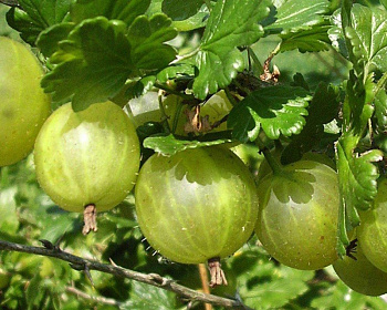 Крыжовник "Белый Триумф"