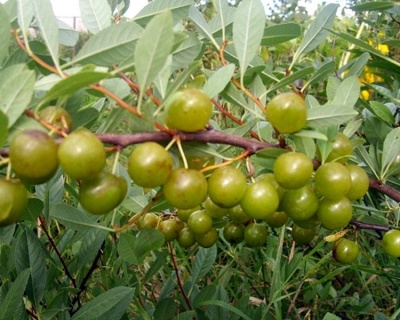 СВГ "Самоцвет" (сливово-вишневый гибрид)