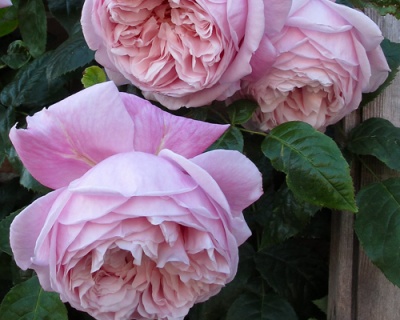 Пионовидная Роза «Спирит оф Фридом» 