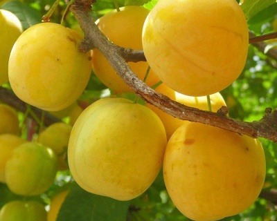 Алыча "Лодва"