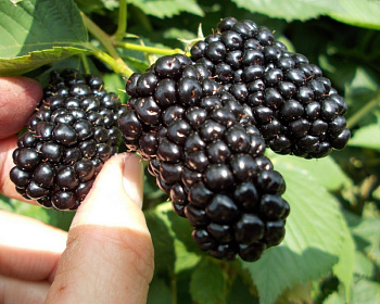 Ежевика Бесшипная "Натчез"