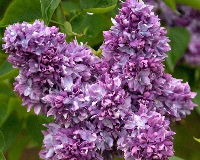 Сирень "Профессор Хозер"