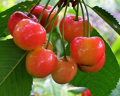 Черешня Красавица"