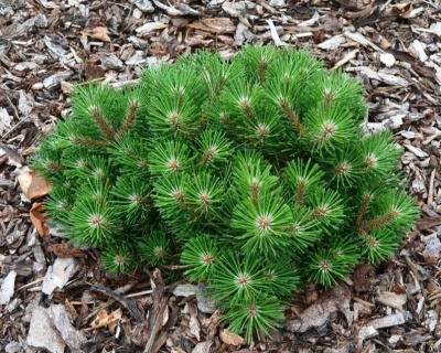 Сосна черная "Нана"