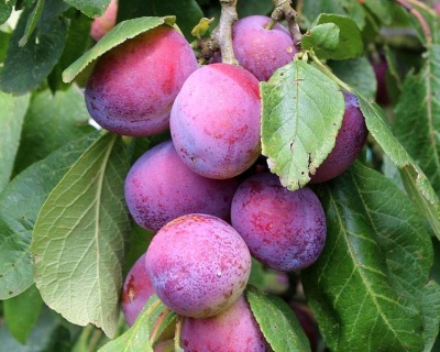 Слива колоновидная «Блю Свит»