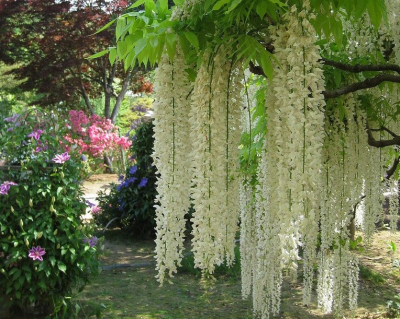 Глициния обильноцветущая "Широ-нода"