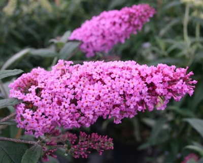 Буддлея Давида "Пинк Делайт" (PinkDelight)