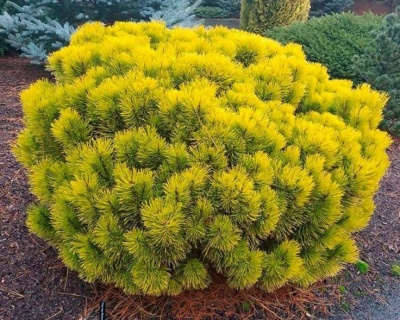 Сосна горная "Винтер Голд"