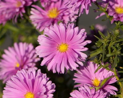 Астра новобельгийская "Ненси Баллард"