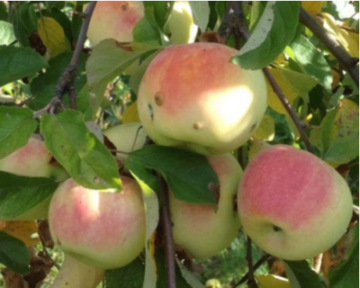 Яблоня "Имрус"