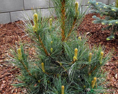 Сосна кедровая европейская "Глаука Компакта"