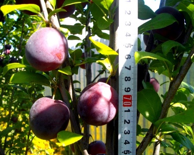 Слива колоновидная «Империал»