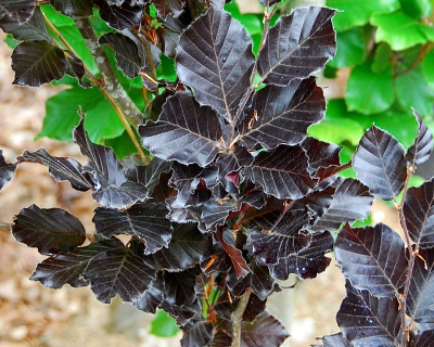 Бук лесной "Дэвик Пурпл"