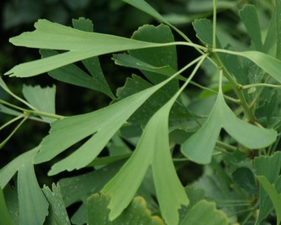 Гинкго Билоба "Саратога"