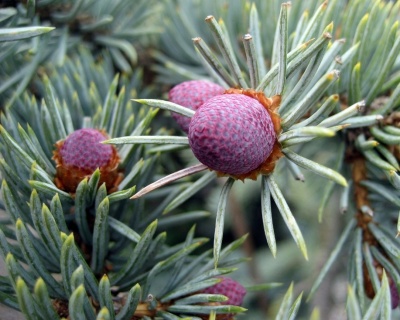 Ель колючая "Костер"