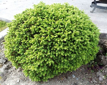 Ель обыкновенная "Литл Джем"