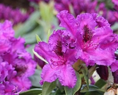 Рододендрон "Азурро"