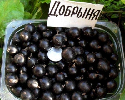 Смородина "Добрыня"