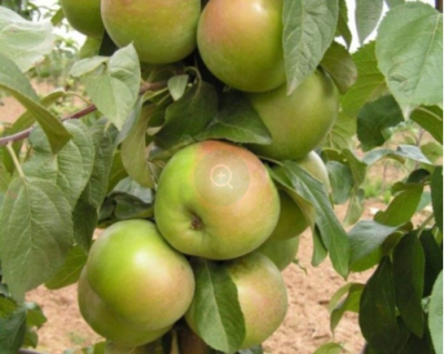 Яблоня колоновидная "Каскад"